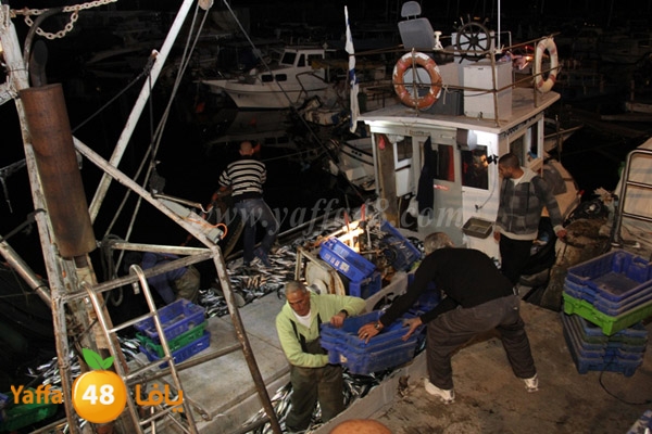 fishes in jaffa 0107 (5).JPG